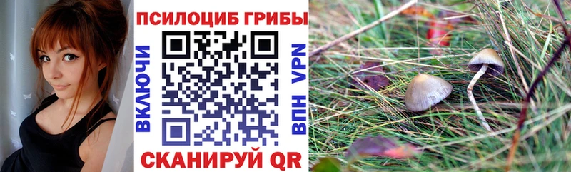 дарнет шоп  Щучье  Псилоцибиновые грибы мухоморы 